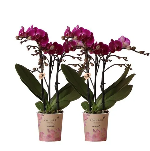 Kolibri Orchids | COMBI DEAL - 2 lila Phalaenopsis Orchideen - Blumen & künstliche Pflanzen, frische und elegante Zimmerpflanzen für ein farbenfrohes Zuhause, ideal als Geschenk oder zur Verschönerung Ihrer Räume.