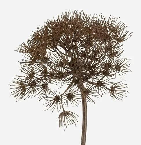 artplants.de Künstliche Bärenklau Dolde Jerome, grau, 80cm - Auffällige Kunstpflanze mit 80 cm Gesamtlänge und biegbarem Stiel. Ideal für kreative Dekorationen in Friseursalons, Reisebüros oder Hotelfoyers.