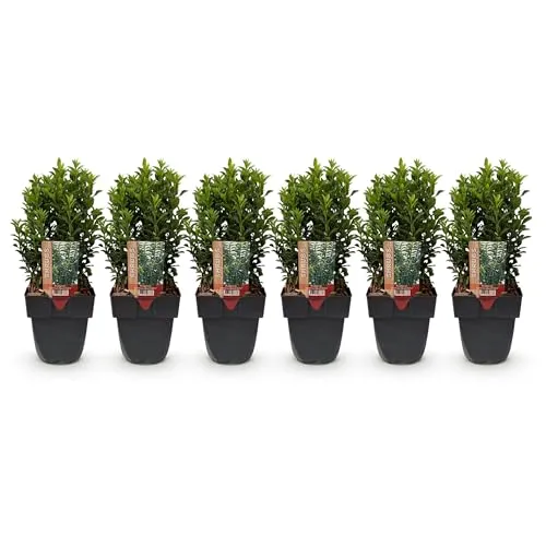 GreenboutiQ