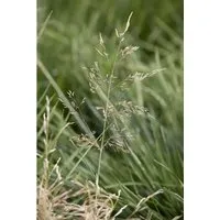 Deschampsia Cespitosa Goldtau Schmiele Goldgelb 30–40 cm