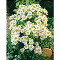 Aster Novi-belgii White Ladies Glattblattaster Ca. 11x11 cm Topf