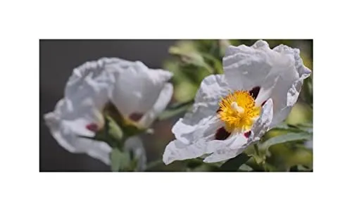 Stk - 10x Cistus ladanifer Strauch Garten Pflanzen - Samen ID1192 - Seeds & Plants Shop by Ipsa