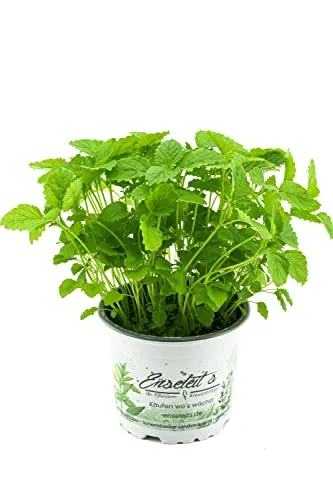 Pflanzen Schwarz von WESELER KRÄUTERPARADIES - GÄRTNEREI ENSELEIT