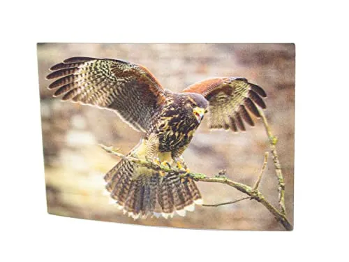 D Ansichtskarte Wüstenbussard, Postkarte Wackelkarte Hologrammkarte Tier Vogel Greifvogel 3