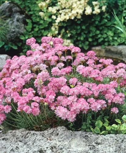 Armeria juniperifolia 9x9 cm Topf – Winterhart, Immergrün, Mehrjährig – Grasnelke – Polsterstaude für Steingarten & Beet