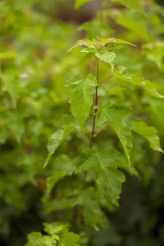 Acer ginnala - Feuerahorn, 100-125 cm - Leuchtend rote Herbstfärbung, ideal für pflegeleichte Hecken und Solitärpflanzungen. Winterhart bis -30 °C, perfekt für Gartenanfänger und kalte Klimazonen.