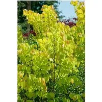 Cercis Canadensis Rising Sun Judasbaum Gelb-Orange 125–150 cm