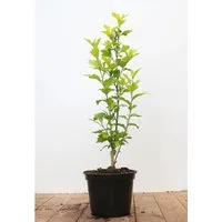 Hibiscus Syriacus Garten-Eibisch Aphrodita 40-60 cm