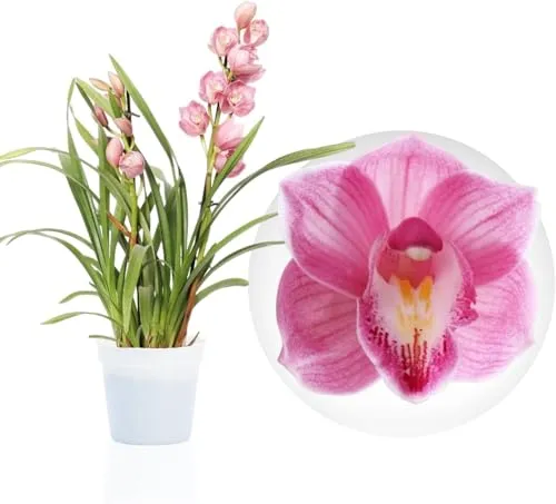 Orchideen Echte Pflanzen Rosa Cymbidium - 1 große Zimmerpflanze aus Holland - 60-70 cm hoch - 14 cm Topf - mit Blüten und duftend (Nicht künstlich, ohne Dünger und Topf, keine Samen, nicht winterhart)