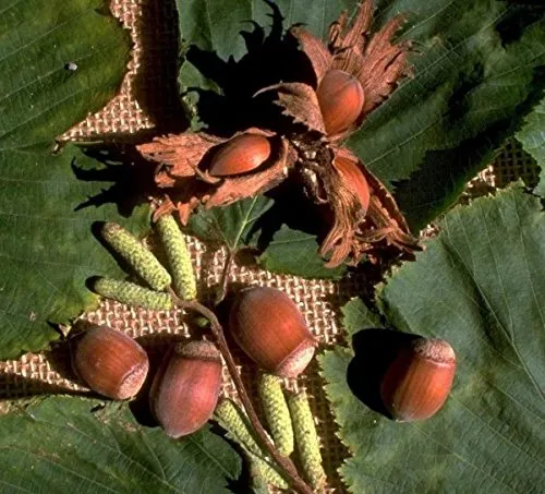 Nottingham Fruchtbare, Haselnuss, Strauch, ca. 100-120cm im großen Topf