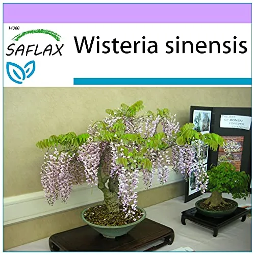 SAFLAX - Bonsai - Blauregen - 4 Samen - Wisteria sinensis