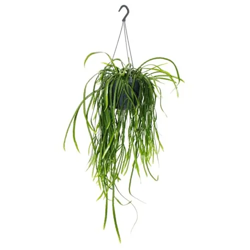 Exotenherz Hängender Kaktus - Stachelloser Blattkaktus 15cm - Der stachellose Blattkaktus Lepismium bolivianum bringt exotisches Flair in Ihr Zuhause. Pflegeleicht und ideal für Ampeltöpfe, verleiht er jedem Raum mit seinen herabhängenden Trieben eine besondere Note.