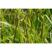 Carex Pseudocyperus Scheinzypergras-Segge Ca. 9x9 cm Topf