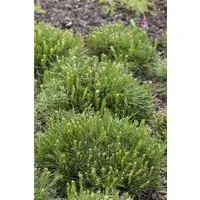 Pinus Mugo Mughus Bergkiefer Kompakt 20–25 cm