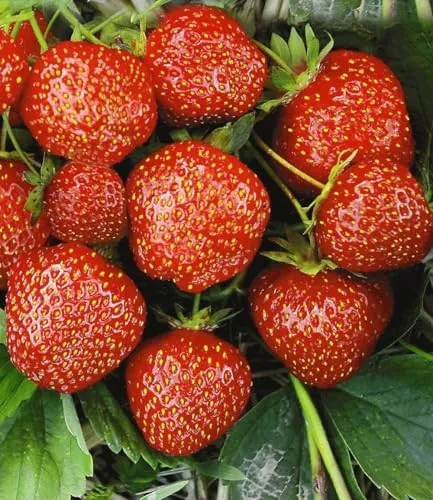BALDUR Garten Erdbeere Hummi´s® 'Sengana® Selektion', 18 St. - Selbstbefruchtende, winterharte Erdbeeren mit intensiven, süßen Früchten. Pflegeleicht und ideal für kleine Gärten. Genießen Sie große Erträge und hervorragendes Aroma!