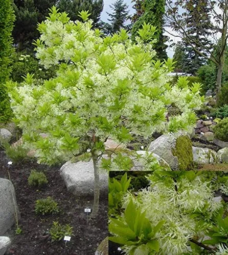 Chionanthus virginicus von Baumschule