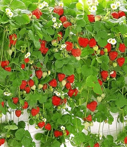 BALDUR Garten Hänge-Erdbeere Hummi® 9 Stück im 7x7 cm-Topf - Selbstfruchtende, winterharte Erdbeeren mit starken Ranken. Ideal für sonnige bis halbschattige Standorte. Geringer Pflegeaufwand und mehrjährig. Perfekt für den Balkon und Garten.