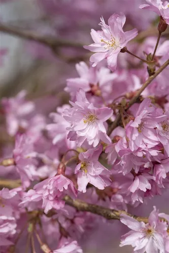 Prunus Subhirtella Autumnalis Winterkirsche - Zartrosa Blüten - Hausbäume: Die Winterkirsche begeistert mit rosafarbenen Blüten von November bis April und ist ideal für kleine Gärten. Pflegeleicht und bienenfreundlich, erreicht sie bis zu 400 cm Höhe.