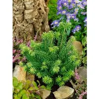 Kompakte Balsamtanne Abies Balsamea 'Kiwi' 20–25 cm von Pflanzen für Dich