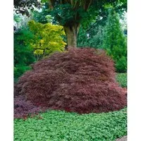 Acer Palmatum Ornatum