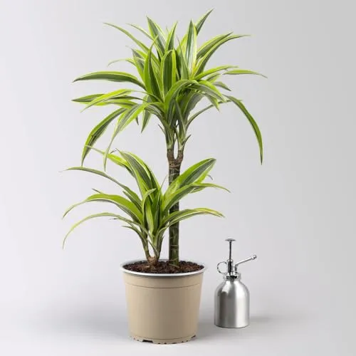 Pflanzen Gelb von Pflanzen-Kölle