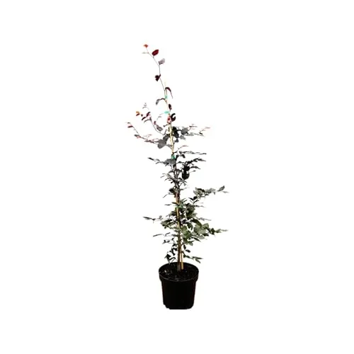 Fagus sylvatica 'Purpurea' – Blutbuche, 100–125 cm, Winterhart & Pflegeleicht - Baumsamen & -pflanzen: Winterhart, mehrjährig und pflegeleicht – die Blutbuche bietet purpurrote Blätter und ist ein attraktiver Solitärbaum für Garten und Vorgarten.