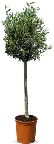 Olivenbaum 10 Jahre alt von Sunny Tree