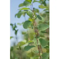 Pflanzen für Dich Gehölze Amelanchier alnifolia Obelisk - Wunderschöne Säulen-Felsenbirne, ideal für kleine Gärten. Pflegeleicht, bienenfreundlich und mit essbaren Früchten – ein ökologisches Highlight für jeden Garten!