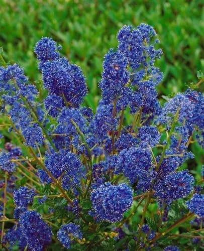 Ceanothus 'Blue Sapphire' - Säckelblume mit strahlend blauen Blüten - Sonnenliebende, bienenfreundliche Pflanze mit blauen Blüten, ideal für Rabatten und als Solitär. Pflegeleicht und winterhart bis -10 °C, perfekt für Gartenanfänger.