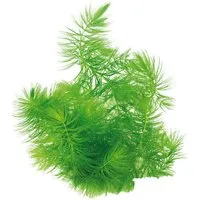 Produktbild Dennerle Plants Aquariumpflanze Ceratophyllum Submersum Portion