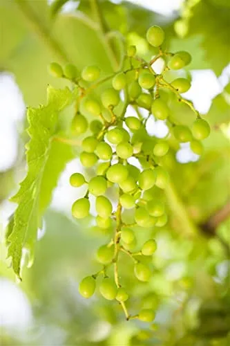 Vitis vinifera 'Muskateller' - Aromatische Weinrebe mit Muskatgeschmack - Obstsamen & -pflanzen: Diese winterharte Weinrebe bringt aromatische Trauben mit intensivem Muskatgeschmack und ist ideal für Pergolen und als Sichtschutz.