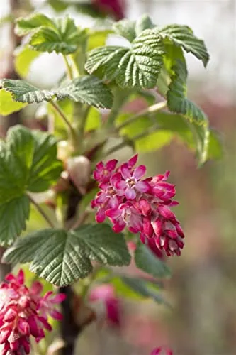 Ribes sanguineum 'Pulborough Scarlet' 60–100 cm – Winterhart, Mehrjährig, Pflegeleicht – Blutjohannisbeere – Blütenstrauch für Garten & Hecke