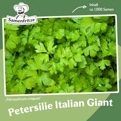 MHD 06/26 Petersilie Italian Giant Samen, Petroselinum crispum