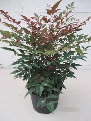 Nandina domestica Obsessed von Baumschule