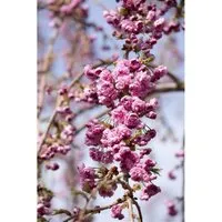 Prunus serrulata 'Kiku-shidare-zakura' - Japanische Hängekirsche - Ziergehölz mit üppigen rosa Blüten und elegant herabhängenden Zweigen, ideal für kleine Gärten und bienenfreundlich.