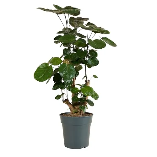 Bloomique - Polyscias Fabian - Aralie - Zimmerpflanzen - Pflegeleicht - Luftreinigend - Höhe 80-100 cm - Topf 21 cm