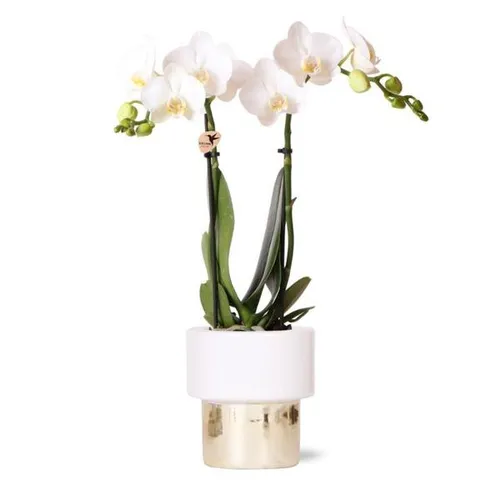 Phalaenopsis Orchidee Weiß Amabilis  Ø 9 cm - Frische Orchidee im eleganten Elite Gold Ziertopf, perfekt für jeden Anlass und ein Highlight in Ihrem Zuhause.