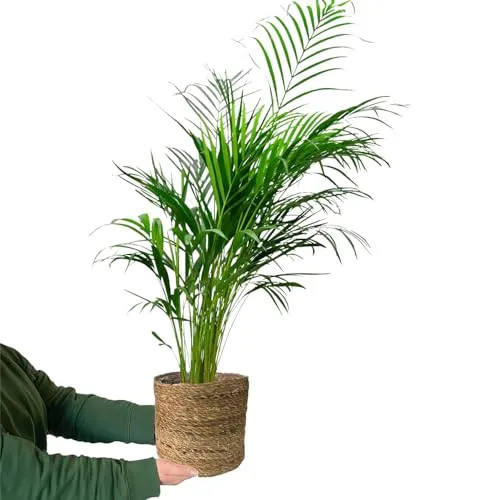 Goldfruchtpalme 100-110 cm Arecapalme Dypsis Lutescens – Große Luftreinigende Zimmerpflanze, Pflegeleicht– frisch aus der Gärtnerei – mit geflochtenem Seegraskorb – Green Me Up