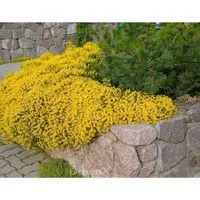 Produktbild Niedlicher Ginster 20-30cm - Genista pulchella