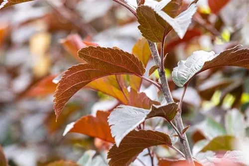 Malus 'Scarlett' Apfelbaum, 1 St. - Pflanzensamen für sonnige, windgeschützte Standorte. Der Scarlett-Apfel überzeugt mit roten Blüten und ist ideal für nährstoffreiche Böden.