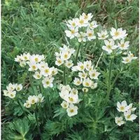Anemone Canadensis Kanadische Anemone Ca. 9x9 cm Topf