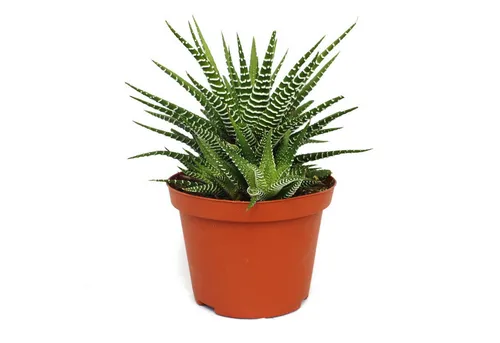 Exotenherz Kaktus Haworthia fasciata 