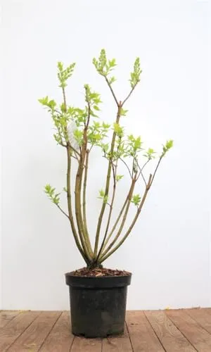 Syringa vulgaris 'Mme Lemoine' - Duftender Flieder mit weißen Blüten - Duftender Flieder mit cremeweißen Blüten, ideal für bienenfreundliche Hecken und sonnige Gärten. Pflegeleicht, winterhart bis -25 °C und perfekt für Gartenanfänger.