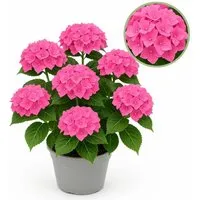 Exotenherz Hydrangea Forever & Ever Rosa – Blütenstrauch für Garten und Terrasse - Schöne Gartenhortensie im 23-cm-Topf mit 7-12 üppigen Blüten. Ideal für halbschattige Standorte, sorgt für romantische Akzente und harmoniert perfekt mit anderen Pflanzen.