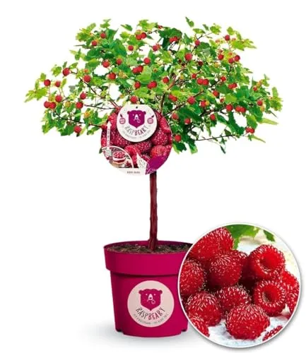 BALDUR-Garten Bäume von BALDUR-Garten