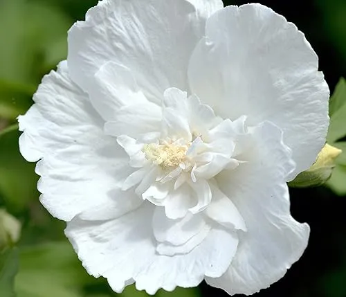 Dehner Hibiscus White Chiffon, kompakter Wuchs, gefüllte weiße Blüten, ca. 40-50 cm, Zierstrauch
