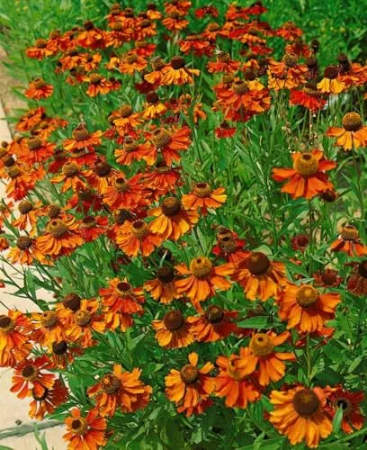 Helenium x cult. 'Kanaria' 11x11 cm Topf – Winterhart, Mehrjährig, Pflegeleicht – Sonnenbraut – Staude für Beet & Rabatte