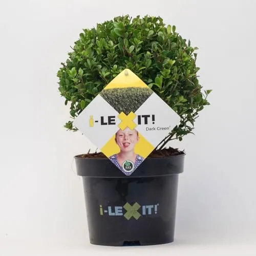 Produktbild Ilex crenata 'Dark Green®', Kugel mit ca. 15 cm Ø, Topf-Ø 17 cm