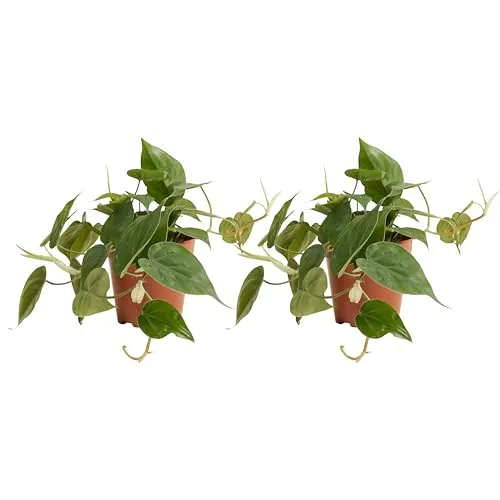 Bloomique - 2er Set - Philodendron Scandens - Hängepflanze - Auch als Kletterpflanze geeignet - Zimmerpflanzen - Luftreinigend - Pflegeleicht - 15-20 cm hoch - Topf 12 cm