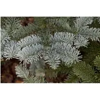 Abies procera 'Glauca' - Edeltanne mit blaugrauen Nadeln - Baumsamen & -pflanzen, winterhart und pflegeleicht, ideal als Weihnachtsbaum oder dekorativer Akzent im Garten
